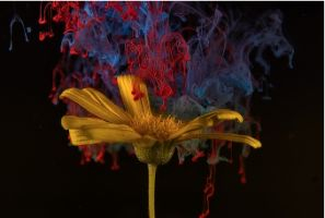 A daisy releases red and blue pollen against a black background.