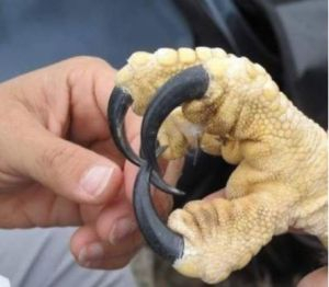 A hand and a raptor's claw compared.