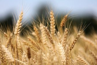 Ripened ears of wheat jostling in the field.