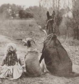 Little girl, old dog, and a mule.