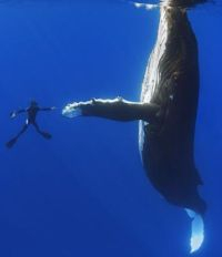 Greeting a whale.