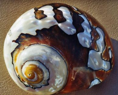 Inspiration shell spirals remind me of the writing path.