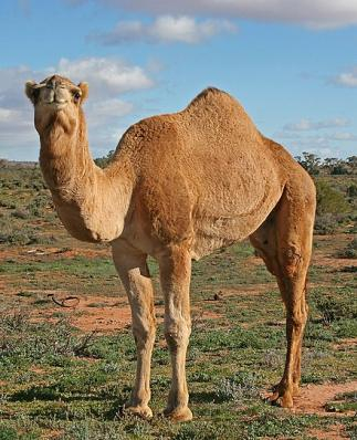 Hump day - camel
