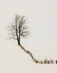 Wooden picket fence interrupted by a tree.