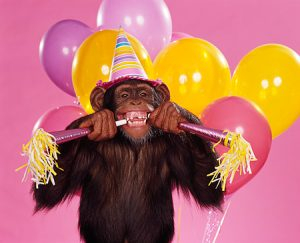 Picture of chimp with balloons