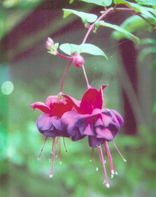 Close up of a hanging basket