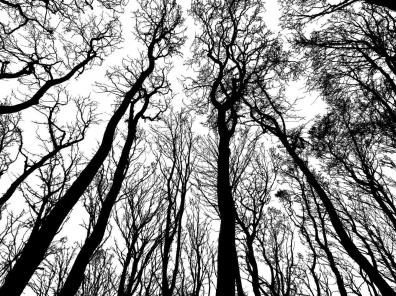A stark silhouette of bare trees reaching to the sky