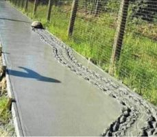 A tortoise marks new-laid concrete with his steps.