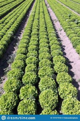 Field of Green Lettuce