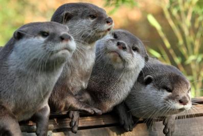 Group of Otters