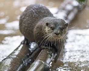 Otter on Tree Branch