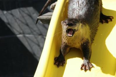 Otter on slide