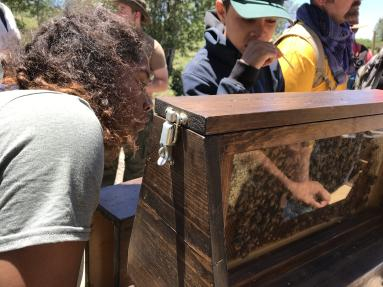 Visiting the Bees at Scout Camp
