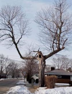 A tree leans threateningly over the sidewalk.