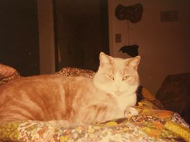 My cat passed away in 1993