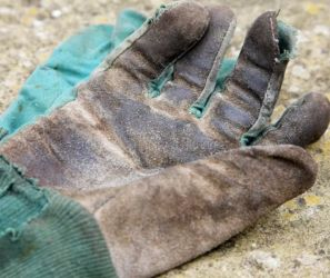 A pair of dirty old gardening gloves.