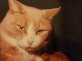 My cat who passed away in 1993