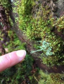 A growth of moss extends a tiny hand...