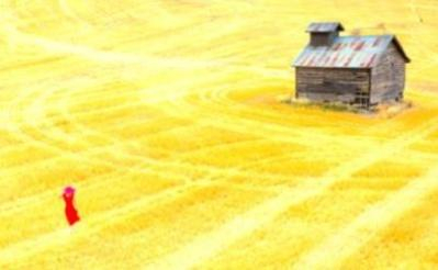 A red dress lies on a golden field near an old barn.