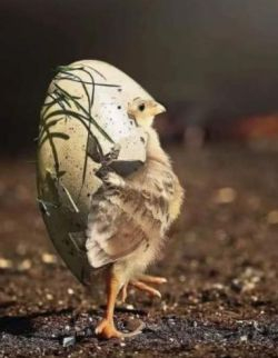 A chick with half an egg still stuck to it.