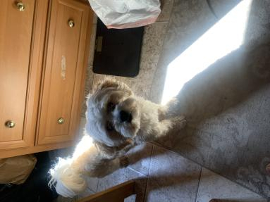 Another photo of Teddy