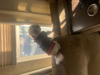 My dog Teddy who recently passed away