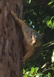 wild squirrel