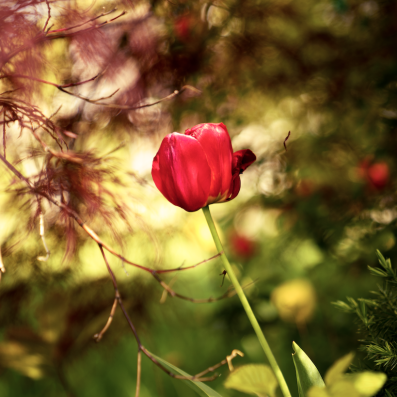 A red wildflower in a patch of sunlight.