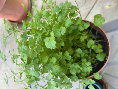 Cilantro I grew in my garden 