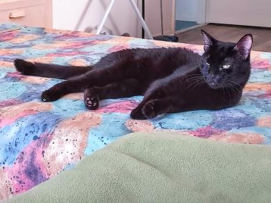 I adopted my son's cat