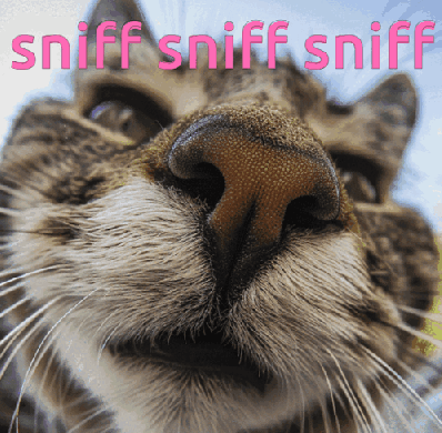 Animated Cat sniffing
