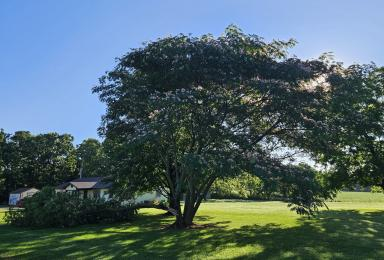 A Mimosa tree in our front year