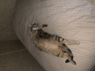 This is my cat asleep