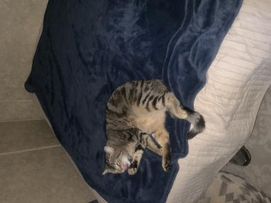 A cat that made friends with me and I adopted