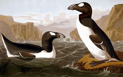 Two great auks .