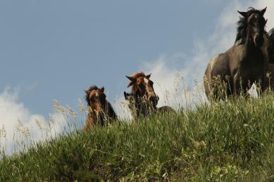 Teddy Roosevelt National Park - wild horses