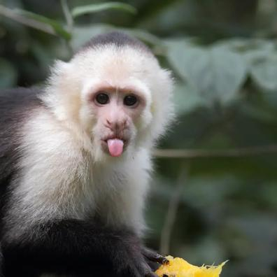 Sassy Capuchin Monkey sticking its tongue out!