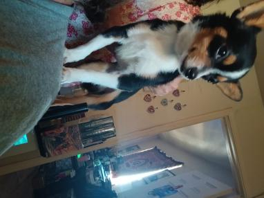 This is what Bandit looks like prior to October Prep