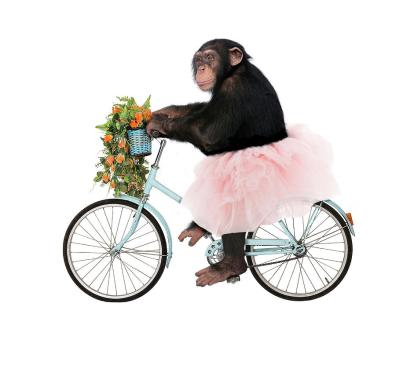 A monkey riding a bike while wearing a pink tutu.