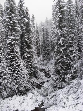 Snow in the wilderness area
