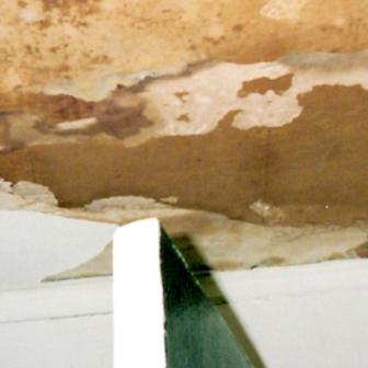 Ceiling Mold ~ Katrina's wind tore off parts of the roof. After two weeks, mold had begun to set into the leaking ceiling.