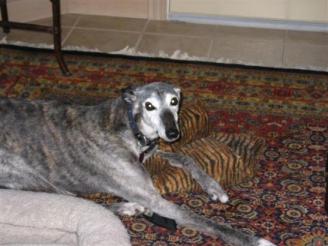 Kimba ~ My mom's greyhound that passed away this past summer.