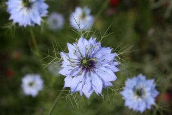 Nigela or love in a mist ~  No description included. 