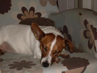 Penny ~  Even when she sleeps our faithful hound likes to keep one ear open for trouble. 