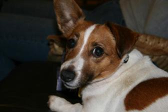 Penny ~  Simply the best natured dog in the world. 