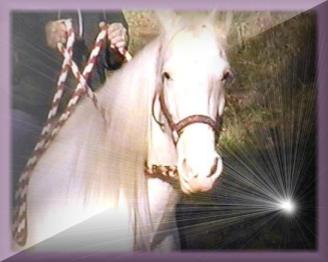 Favorite Headshot of Vanilla. ~  I raise and breed Registered Tennessee Walking Horses.  This is my favorite horse, Vanilla.  You will see a lot of pics in here of her and I.  She was a Show Horse at one time, won the overall Racking Horse Division Celebration in Decatur, GA for two years in a row as a three and four year old, consecutively.  She's been retired to be my companion trail riding buddy and also doubles as a prominent foundation broodmare.  Update:  I lost Vanilla late 2010 to Cancer.  I have been devastated ever since loosing my Soul-Mate Horse.  She will NEVER be replaced. ...