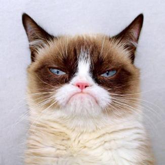 Grumpy Cat Close Up ~  No description included. 