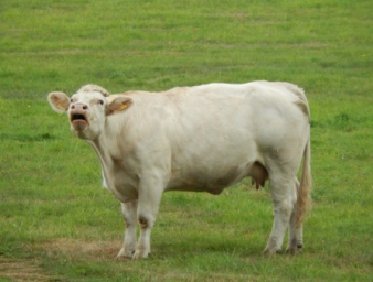 Cow ~  No description included. 